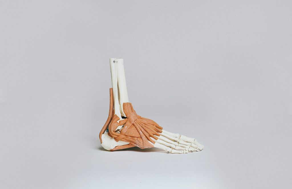 squellete d'un pied